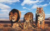 Lion, leopard & tiger
